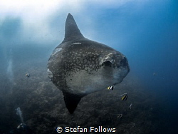 Hang on a minute .... !

Southern Ocean Sunfish - Mola ... by Stefan Follows 
